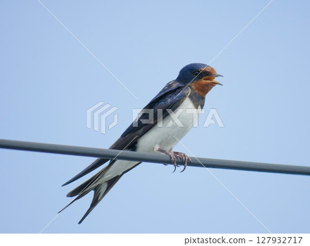 Close-up of a swallow perched on an electric wire | A small bird against a blue sky 127932717