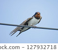一隻燕子棲息在電線上的特寫 | 一隻小鳥映襯著藍天 127932718