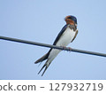 一隻燕子棲息在電線上的特寫 | 一隻小鳥映襯著藍天 127932719