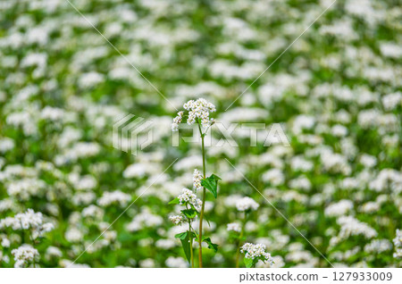 初夏的蕎麥花 127933009