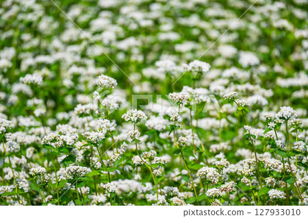 Buckwheat flowers in full bloom in early summer 127933010