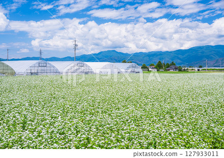 A landscape with a buckwheat field in bloom in early summer 127933011