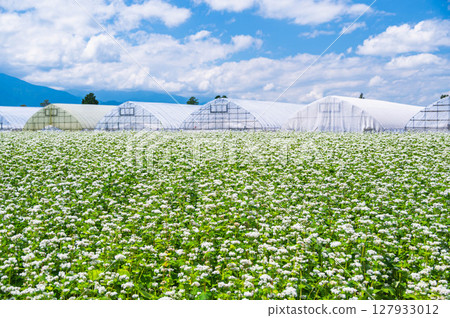 A landscape with a buckwheat field in bloom in early summer 127933012