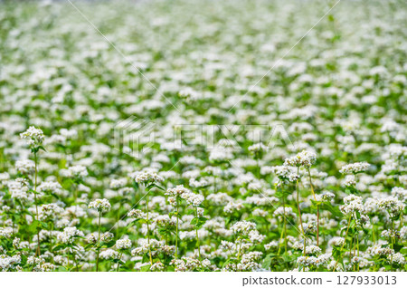 Buckwheat flowers in full bloom in early summer 127933013