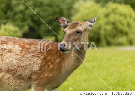 A deer stands calmly in a vibrant green field, showcasing its natural beauty. Surrounding trees and sunny weather enhance the serene atmosphere of this nature reserve 127933320