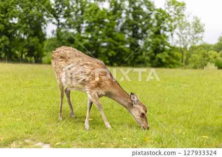 A deer is peacefully grazing on vibrant green grass in an open field surrounded by trees. The atmosphere is calm, with a hint of overcast skies enhancing the tranquil setting A deer is peacefully grazing on vibrant green grass in an open field surrounded by trees. The atmosphere is calm, with a hint of overcast skies enhancing the tranquil setting 127933324