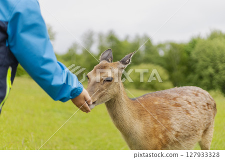 A deer gently approaches a person's extended hand for food in a lush green field. The sky appears overcast, adding a calm ambiance to the interaction A deer gently approaches a person's extended hand for food in a lush green field. The sky appears overcast, adding a calm ambiance to the interaction 127933328