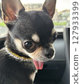 Chihuahua looking back 127933399