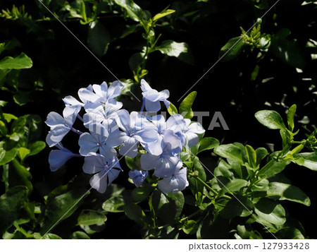 Blue-and-white plumbago flowers bathed in sunlight 127933428