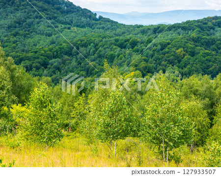 birch trees on the grassy hillside on a sunny day. mountainous landscape of transcarpathia in summer. clouds on the sky. countryside scenery in dappled light birch trees on the grassy hillside on a sunny day. mountainous landscape of transcarpathia in summer. clouds on the sky. countryside scenery in dappled light 127933507