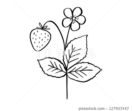 Strawberry twig doodle illustration, leaves, flower and berry outline sketch, hand drawn icon of summer plant Strawberry twig doodle illustration, leaves, flower and berry outline sketch, hand drawn icon of summer plant 127933547