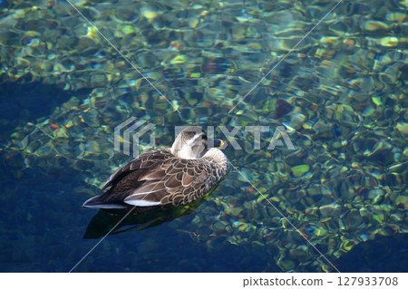 鹿兒島縣霧島山麓丸池湧水泉水池塘 127933708