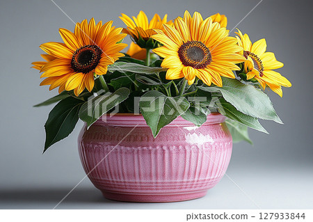 Sunflower with green leaves. Sunflower plant in ceramic pot with yellow flowers on a white background. Cottage garden. 127933844