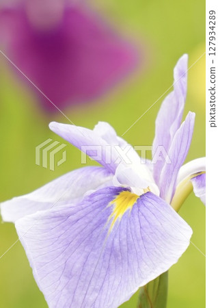 Beautifully blooming pale purple irises in early summer 127934289
