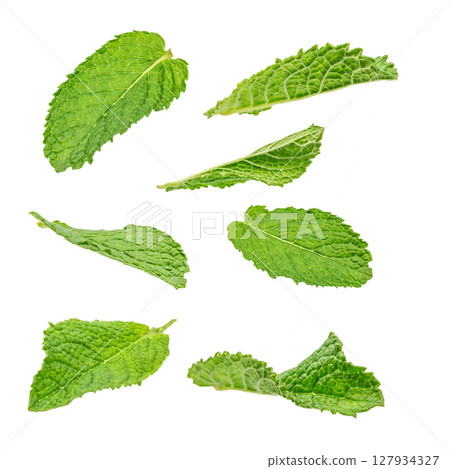 A collection of fresh green mint leaves scattered on a white background, highlighting their texture and aromatic freshness 127934327