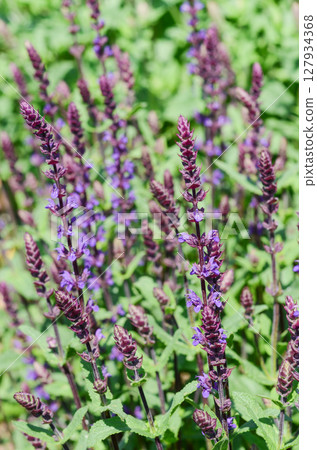 Vibrant purple salvia flowers blooming in a lush green garden, showcasing natural beauty and intricate floral details in sunlight Vibrant purple salvia flowers blooming in a lush green garden, showcasing natural beauty and intricate floral details in sunlight 127934368