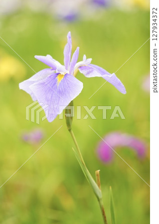 Beautifully blooming pale purple irises in early summer 127934372
