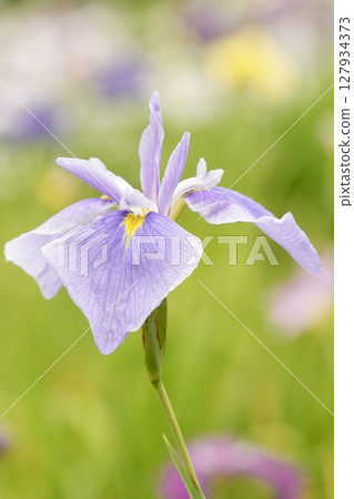 Beautifully blooming pale purple irises in early summer 127934373