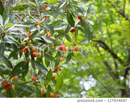 The lovely red fruit of the bayberry The lovely red fruit of the bayberry 127934697