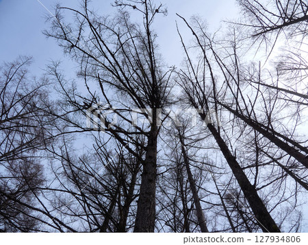 旅遊景點上高地的森林和藍天的春天風景 127934806