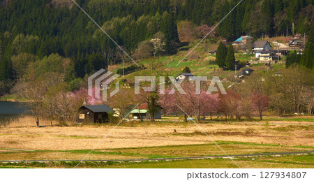 春天，日本長野縣旅遊勝地白馬的木崎湖風景和盛開的櫻花 127934807