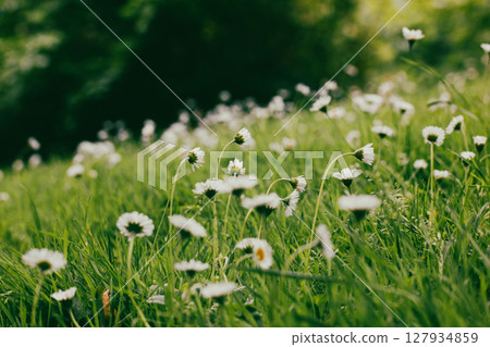 Beautiful flowering meadows with white blooming camomiles Daisies in springtime meadow. A lawn with fresh green grass and flowers. Flower buds. Nature Beautiful flowering meadows with white blooming camomiles Daisies in springtime meadow. A lawn with fresh green grass and flowers. Flower buds. Nature 127934859