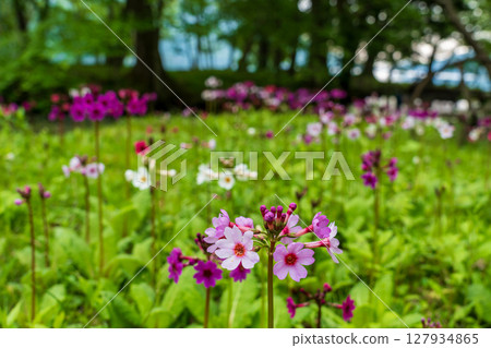 Primrose blooming at Senjugahama Beach, Lake Chuzenji, Oku-Nikko 127934865