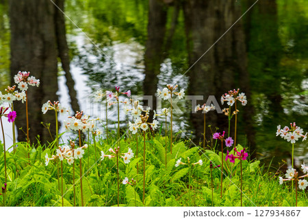 歐日光中禪寺湖仙手濱海灘盛開的報春花 127934867