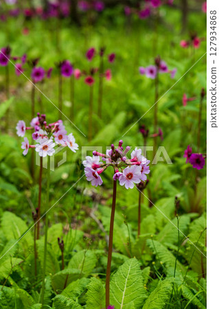 歐日光中禪寺湖仙手濱海灘盛開的報春花 127934868