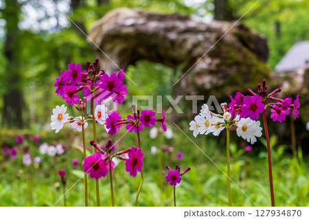 歐日光中禪寺湖仙手濱海灘盛開的報春花 127934870