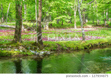 Primrose blooming at Senjugahama Beach, Lake Chuzenji, Oku-Nikko Primrose blooming at Senjugahama Beach, Lake Chuzenji, Oku-Nikko 127934875