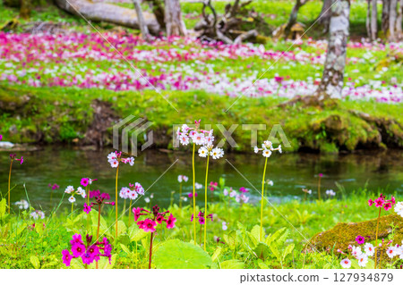 Primrose blooming at Senjugahama Beach, Lake Chuzenji, Oku-Nikko 127934879