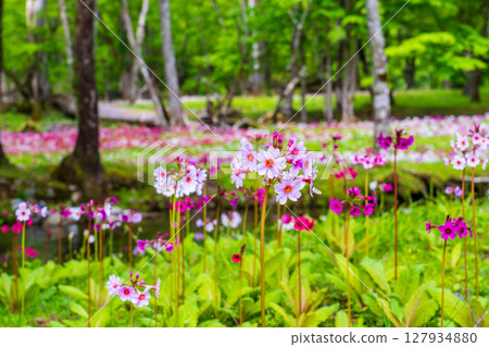 Primrose blooming at Senjugahama Beach, Lake Chuzenji, Oku-Nikko 127934880
