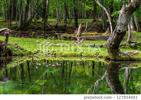 歐日光中禪寺湖仙手濱海灘盛開的報春花 127934881