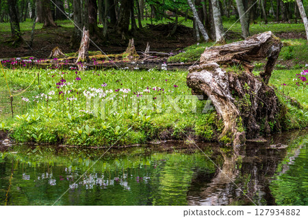 Primrose blooming at Senjugahama Beach, Lake Chuzenji, Oku-Nikko 127934882