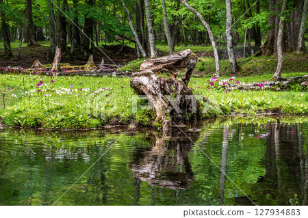 歐日光中禪寺湖仙手濱海灘盛開的報春花 127934883