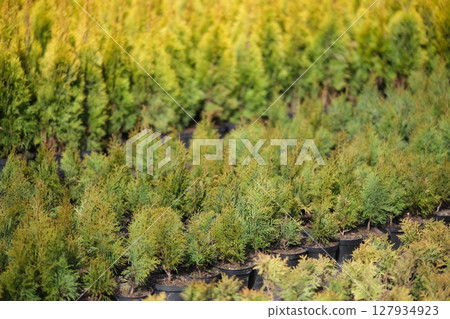 Neat rows of pots with green thuja seedlings 127934923