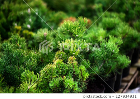 Saplings of pine, spruce, fir and other coniferous trees in pots in plant nursery 127934931
