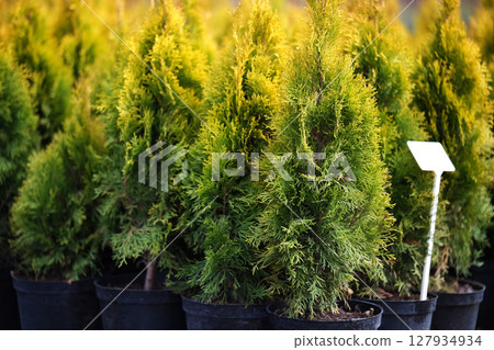 Neat rows of pots with green thuja seedlings 127934934