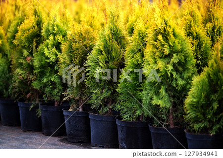 Neat rows of pots with green thuja seedlings 127934941