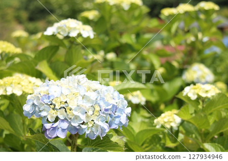 Light blue hydrangea Light blue hydrangea 127934946