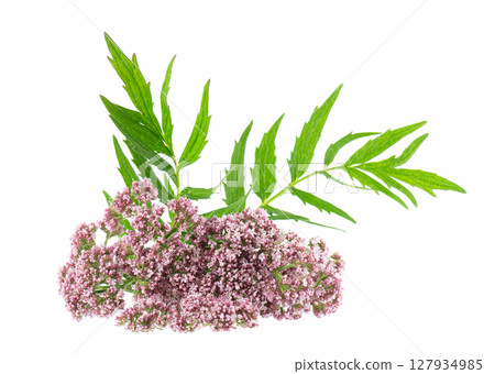 Valerian flowers isolated on white background. Valeriana officinalis. Medicinal herbs. 127934985