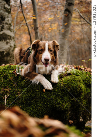 Happy brown Australian Shepherd dog laying on a green moss rock in a tranquil fall forest in Montenegro. Red tricolor Aussie travel in woods. Hiking with pet concept Happy brown Australian Shepherd dog laying on a green moss rock in a tranquil fall forest in Montenegro. Red tricolor Aussie travel in woods. Hiking with pet concept 127935025