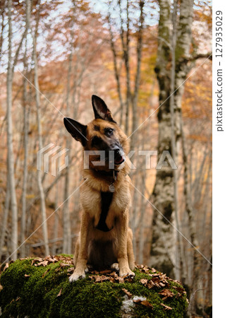 German Shepherd tilting its head, sitting on a moss-covered rock surrounded by fall trees in Prokletije National Park, Montenegro. A pose of attention and interest. Hiking with pet concept German Shepherd tilting its head, sitting on a moss-covered rock surrounded by fall trees in Prokletije National Park, Montenegro. A pose of attention and interest. Hiking with pet concept 127935029