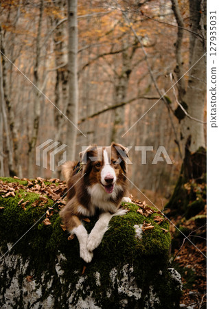 Happy brown Australian Shepherd dog laying on a green moss rock in a tranquil fall forest in Montenegro. Red tricolor Aussie travel in woods. Hiking with pet concept Happy brown Australian Shepherd dog laying on a green moss rock in a tranquil fall forest in Montenegro. Red tricolor Aussie travel in woods. Hiking with pet concept 127935031