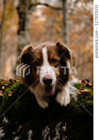 Close-up of Brown Australian Shepherd dog lying on a moss-covered rock in a colorful autumn forest in Montenegro. Red tricolor Aussie travel in woods. Hiking with pet concept 127935032