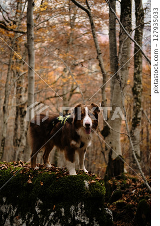 Brown Australian Shepherd standing on mossy rock in an autumn forest in Montenegro Prokletije National Park. Red tricolor Aussie travel in woods. Hiking with pet concept Brown Australian Shepherd standing on mossy rock in an autumn forest in Montenegro Prokletije National Park. Red tricolor Aussie travel in woods. Hiking with pet concept 127935033
