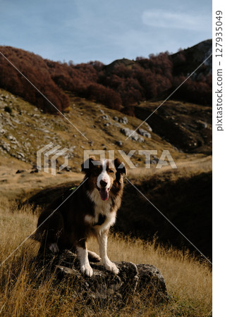 Australian Shepherd on a rock with tongue out, enjoying the mountain air in Montenegro Prokletije National Park during fall. Red tricolor Aussie travel in mountains Australian Shepherd on a rock with tongue out, enjoying the mountain air in Montenegro Prokletije National Park during fall. Red tricolor Aussie travel in mountains 127935049