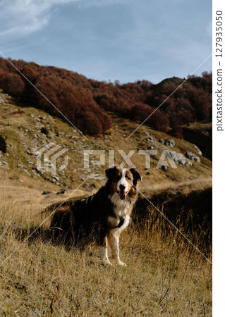 Australian Shepherd posing proudly in golden grass with autumn trees in Prokletije National Park, Montenegro. Red tricolor Aussie travel in mountains Australian Shepherd posing proudly in golden grass with autumn trees in Prokletije National Park, Montenegro. Red tricolor Aussie travel in mountains 127935050