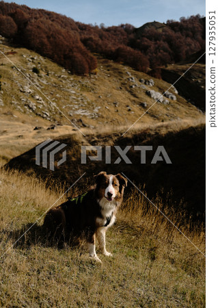 Australian Shepherd posing proudly in golden grass with autumn trees in Prokletije National Park, Montenegro. Red tricolor Aussie travel in mountains 127935051